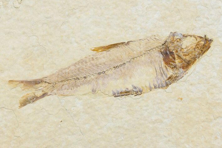 Detailed Fossil Fish (Knightia) - Wyoming #174690